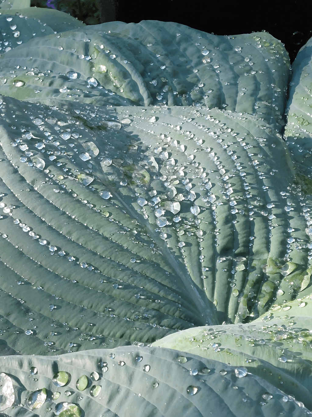 Raindrops on Hosta