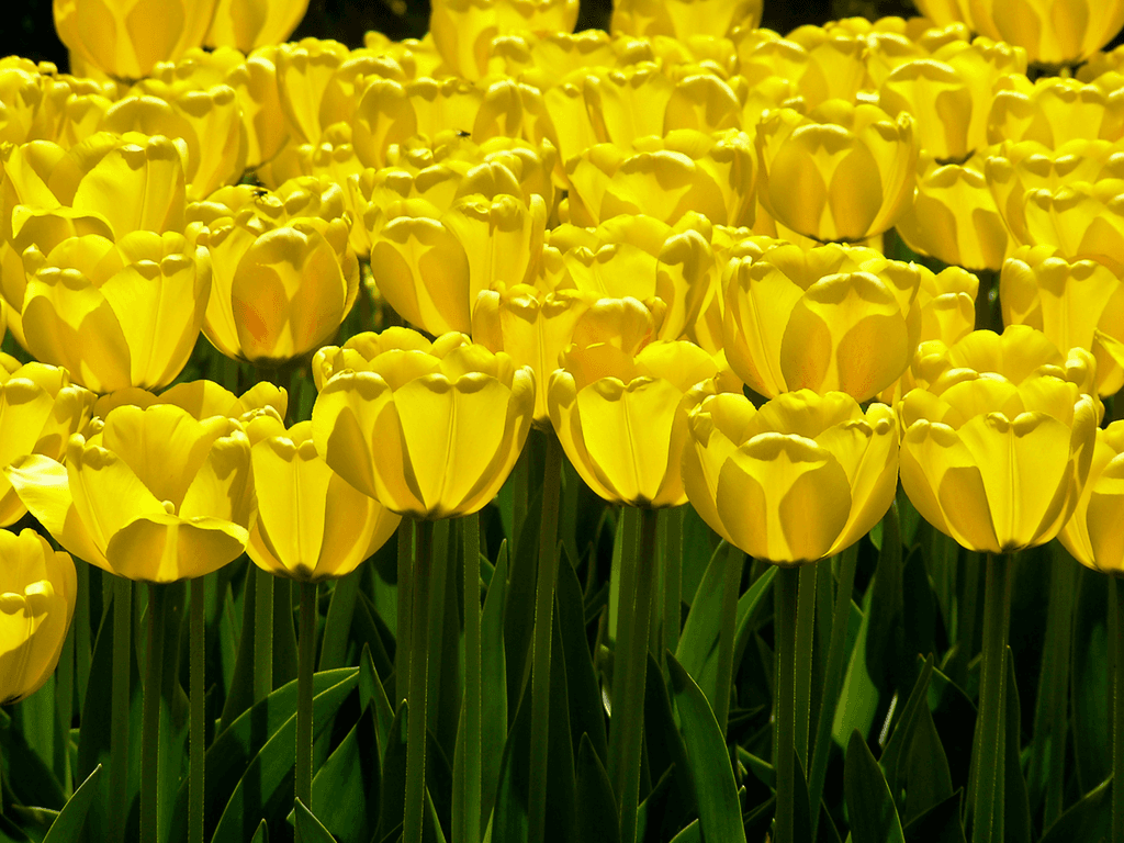 Bright & Sunny Tulips