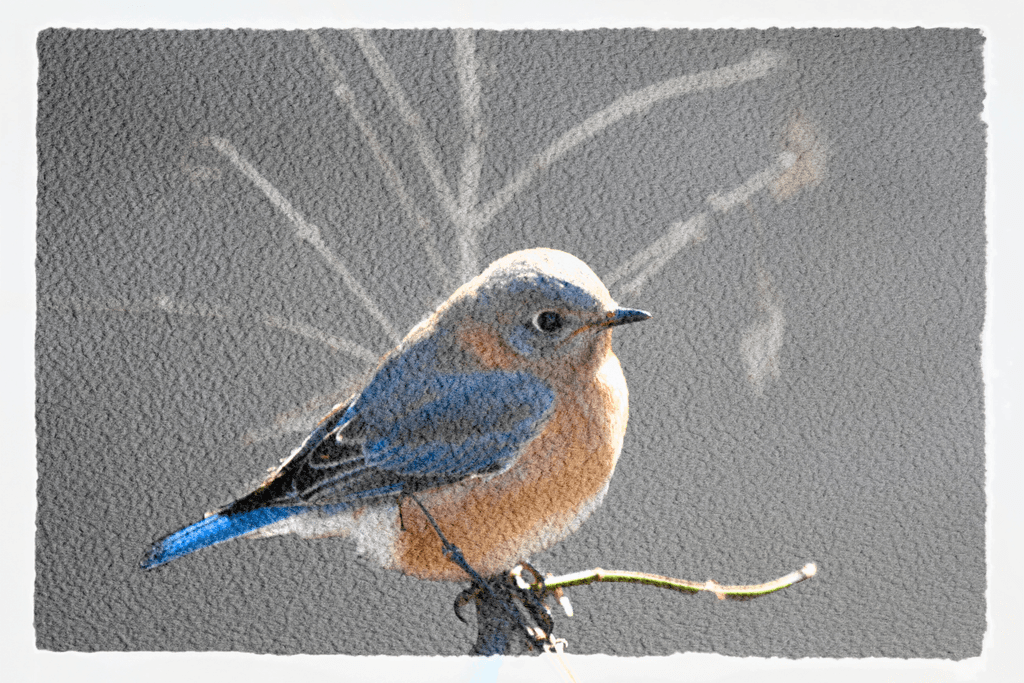 Bluebird Watercolor Look