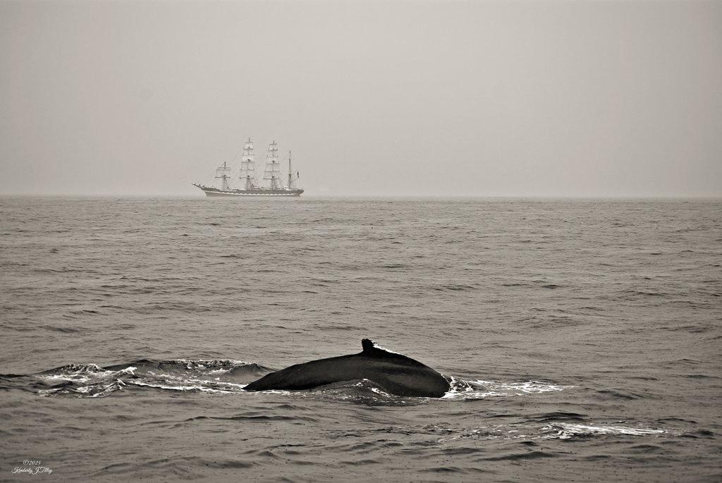 The Whale and the Tall Ship 3