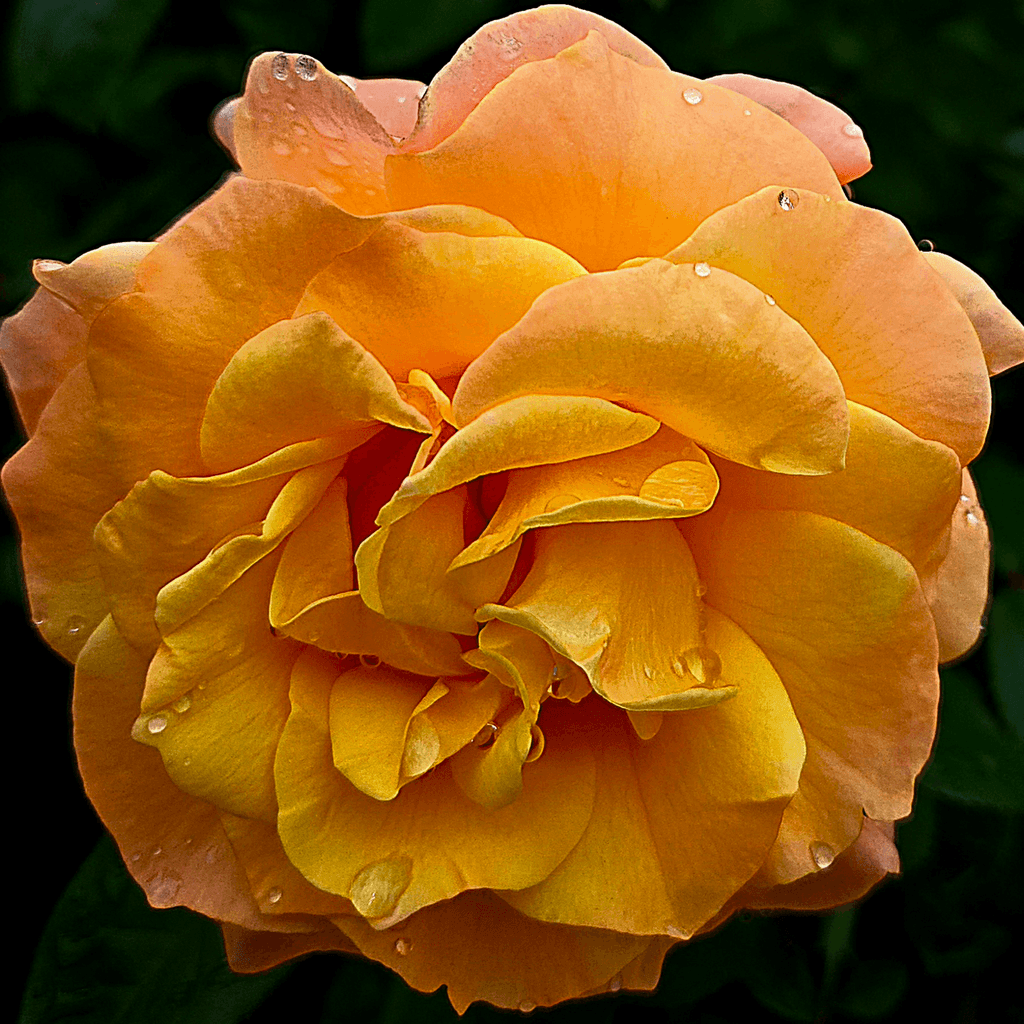 Morning Rain Orange Rose